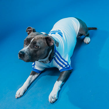 Adidas t-shirt per cani