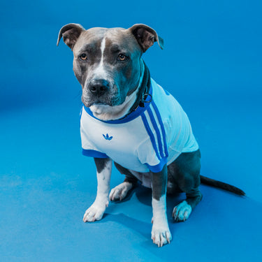 Adidas t-shirt per cani